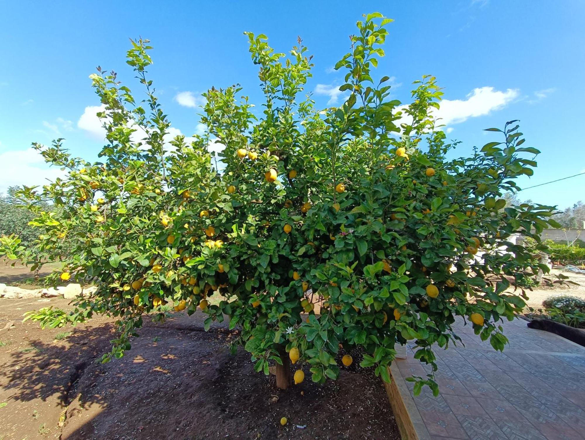 فندق Oleum ميسانيي المظهر الخارجي الصورة
