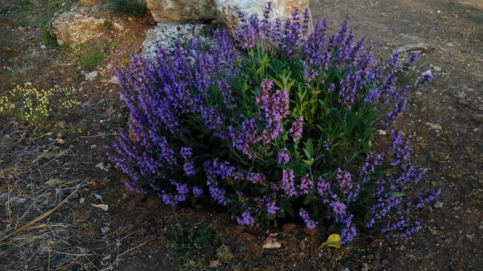 فندق Oleum ميسانيي المظهر الخارجي الصورة